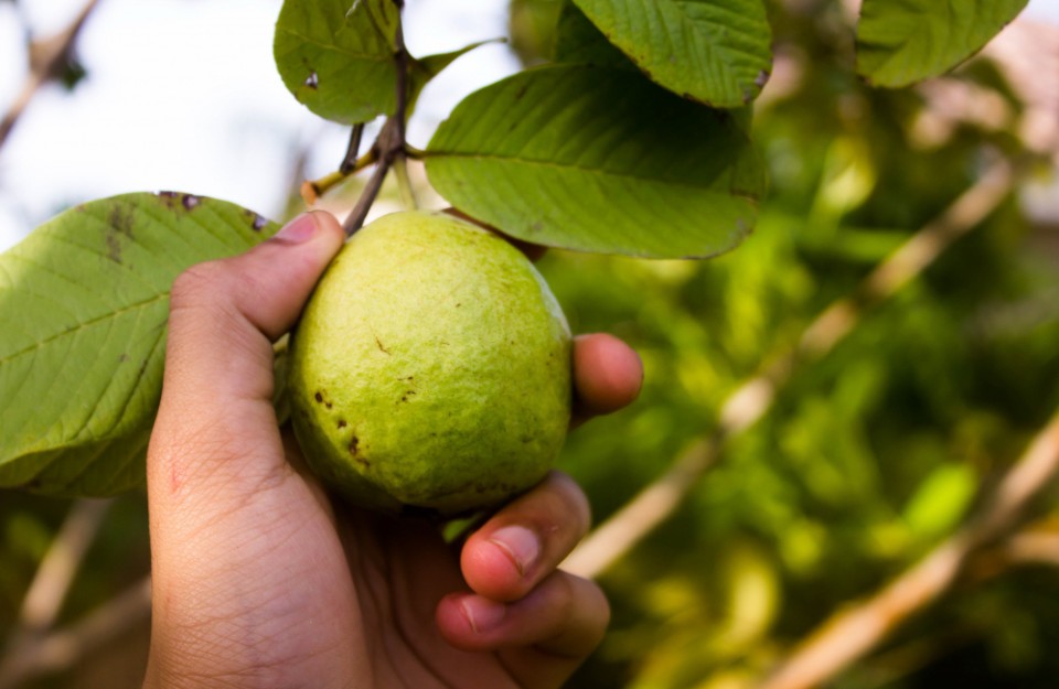 Different Varieties of Guava Price 04 December in Hindi: 04 दिसंबर को अमरुद के विभिन्न वारायटीज का मूल्य