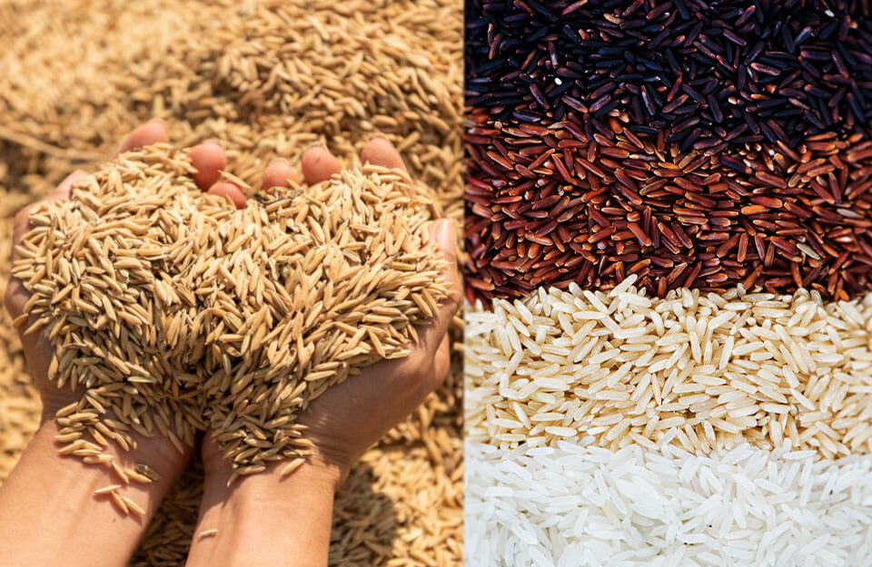 Latest Basmati Paddy Rates 7th December 2023 in Hindi:7 दिसंबर 2023 को, यहां बासमती (MSP: 0), बासमती, और अन्य प्रकारों के लिए धान (पैडी) समेत अन्य क़िस्मों के ताजा रेट