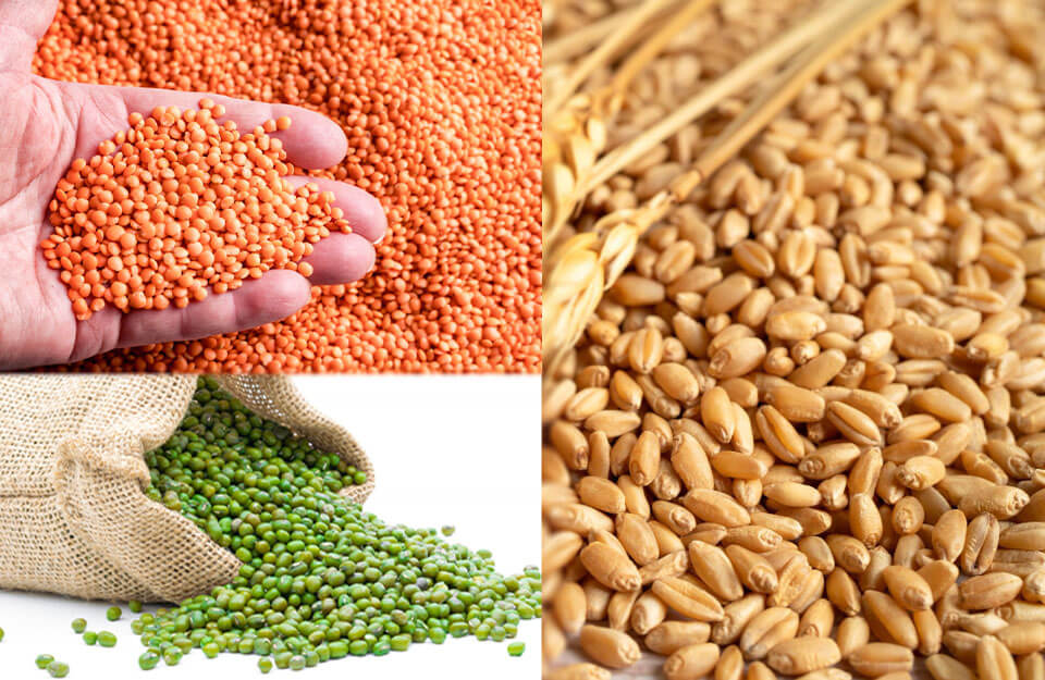 Mandi News in 4 December –9 December in Hindi: ताजा खबर जानिए गेहूँ, हरे चने और मसूर की सप्ताहिक रिपोर्ट में बाजार की हलचल