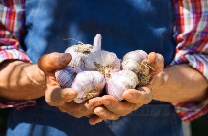 Garlic Price Surge on December 14th in Hindi: लहसुन उत्पादकों के लिए चुनौतियों का सामना भाव में हुई वृद्धि