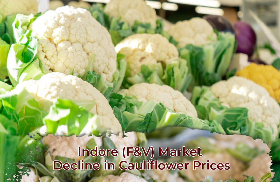 Indore (F&V) Cabbage Price Decline in Hindi: इंदौर (F&V) मंडी में गोभी के भाव में हुई गिरावट