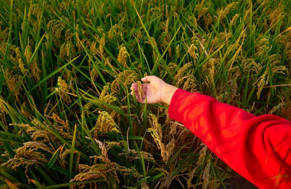There will be Bumper Yield of Rabi Crops in Hindi: रबी फसलों की होगी बंपर पैदावार, जानें कृषि मंत्री की जुबानी क्या कहते है आंकड़े?