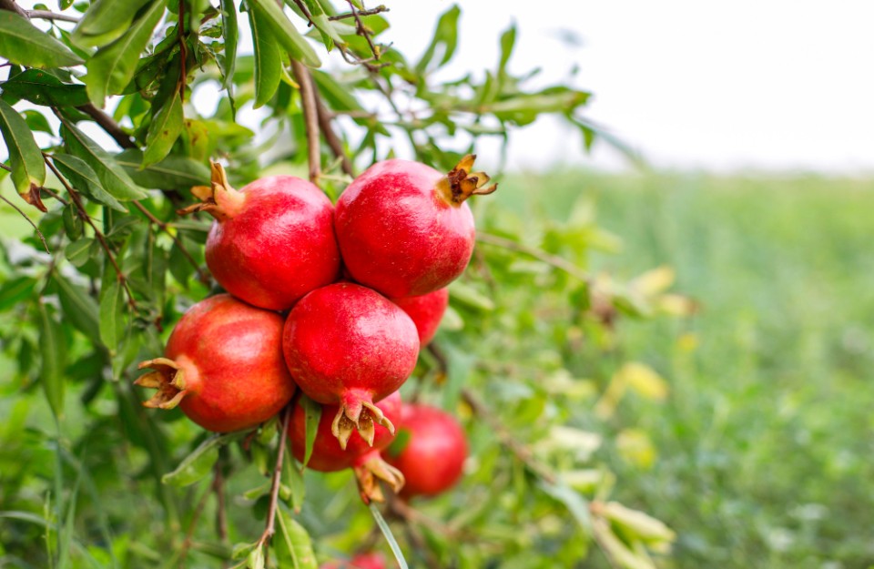 Pomegranate Mandi Price Today in Hindi: 1 जनवरी 2024 अनार के भाव में आई भारी गिरावट