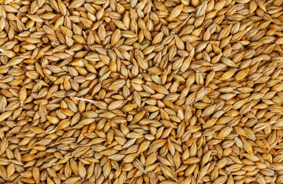 02 January 2024 Market Update for Fresh Barley and Jowar Prices in Uttar Pradesh Mandi