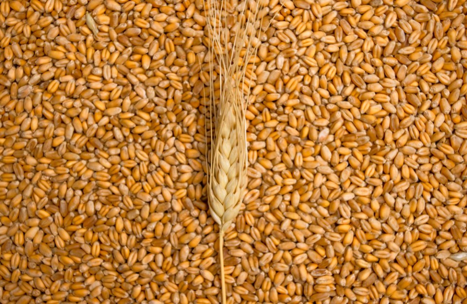 Increase in wheat prices can bring significant benefits to farmers