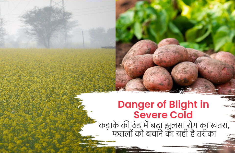 Danger of Blight in Severe Cold in Hindi: कड़ाके की ठंड में बढ़ा झुलसा रोग का खतरा, फसलों को बचाने का ये है तरीका