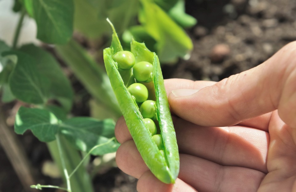 Pea Farming in Big Benefits in Hindi: घर बैठे मंगवाएं बीज, मटर की इन किस्मों की खेती से कमाएं मुनाफा