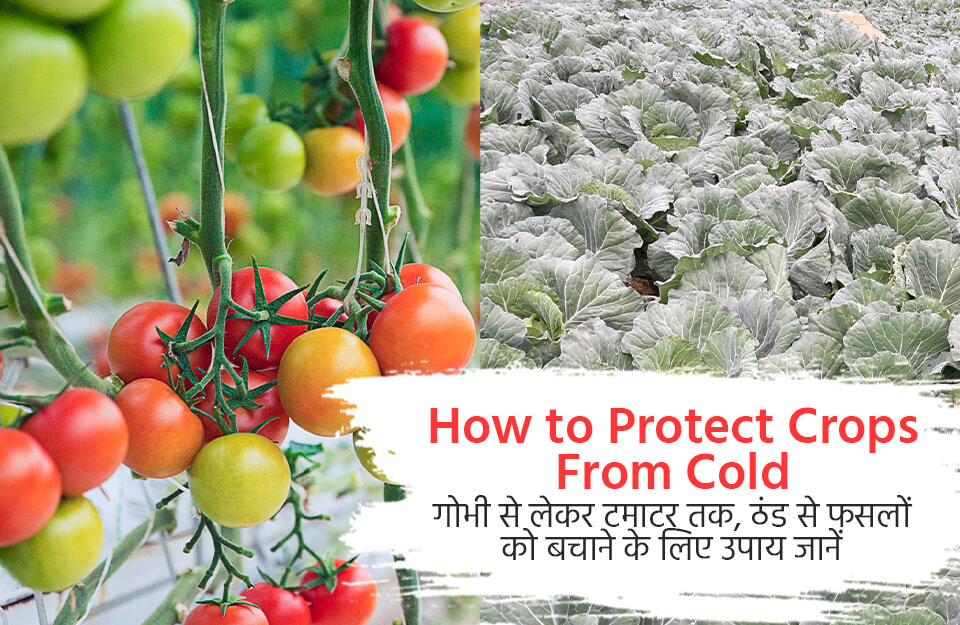How to Protect Crops From Cold in Hindi: गोभी से लेकर टमाटर तक, ठंड से फसलों को बचाने के जानें उपाय