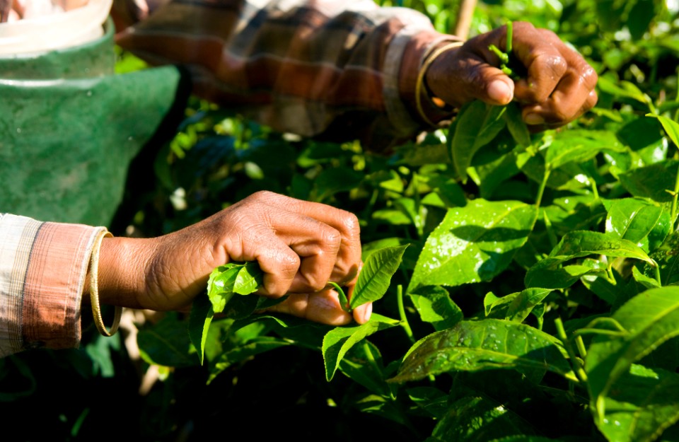 Uttar pradesh farrukhabad farmers use to new trend of farming kisan khabar