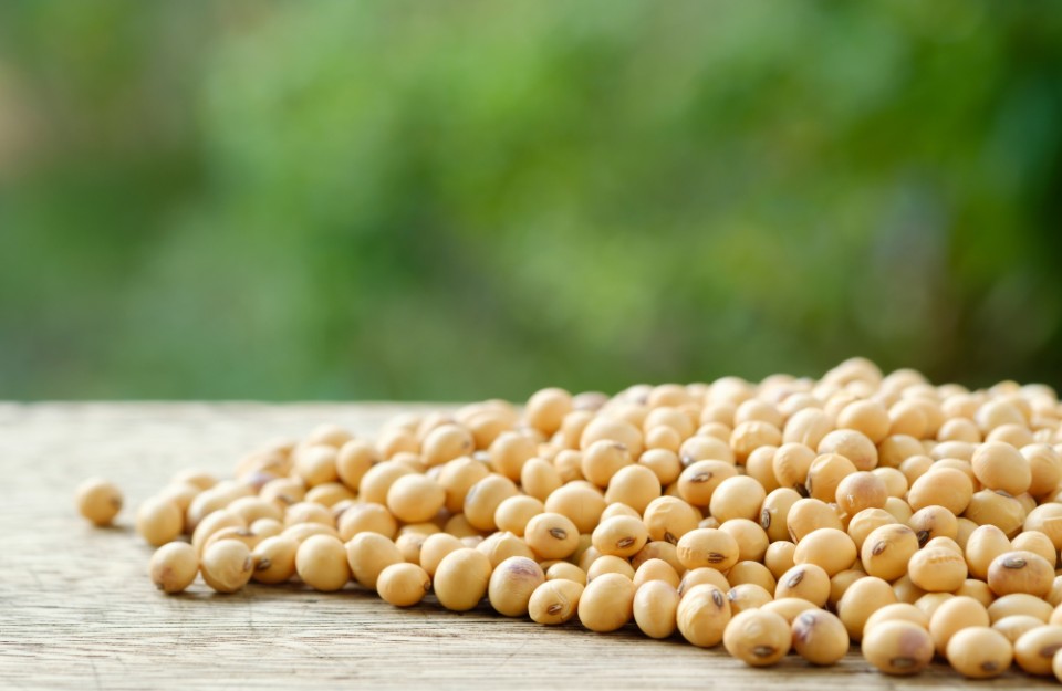 Soybean Mandi Price in Hindi: सोयाबीन का मंडी भाव { 05 जनवरी 2024 } एवं विभिन्न वैरायटी और औसतन भाव