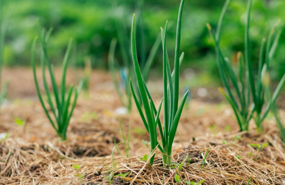 Onion Green Mandi Prices in Hindi: भारतीय सब्जी मंडियों में लहराता हुआ हरा प्याज का मंडी भाव