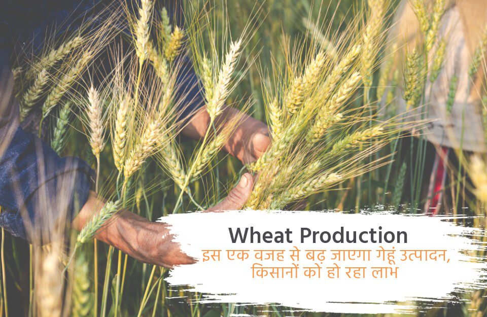 Wheat Production in Hindi: इस एक वजह से बढ़ जाएगा गेहूं उत्पादन, किसानों को हो रहा लाभ