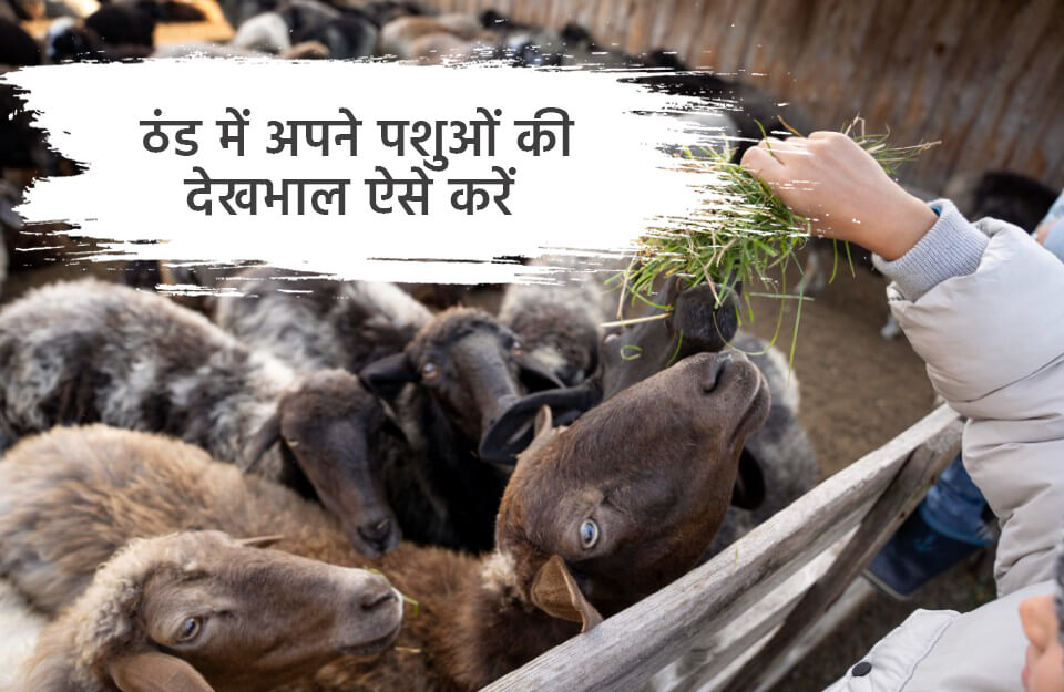 पशुपालकों के लिए जरूरी खबर, ठंड से ऐसे बचाएं अपने पशु