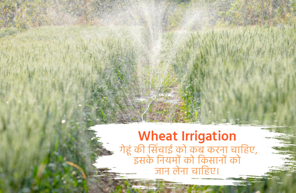 गेहूं-की-सिंचाई