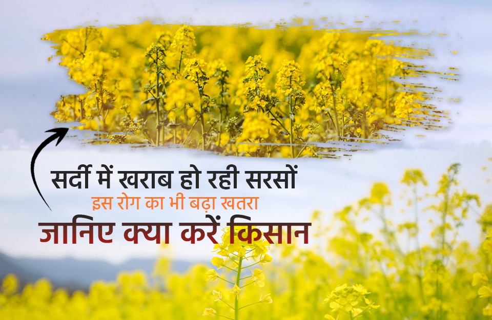 सर्दी-में-खराब-हो-रही-सरसों-इस-रोग-का-भी-बढ़ा-खतरा