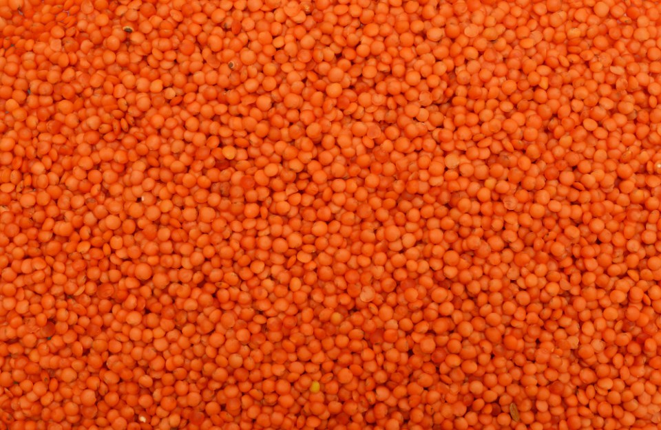 29-जनवरी-2024-को-उत्तर-प्रदेश-में-मसूर-दाल-का-मंडी-भाव