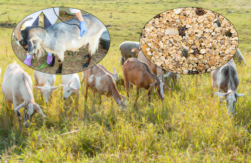 रसीला चारा खाती है बकरी तो हो सकती हैं कई बीमारियां