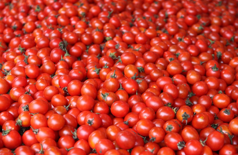 टमाटर का मंडी भाव आज का