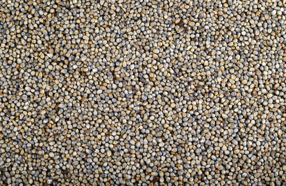 09 फरवरी 2024 को उत्तर प्रदेश और राजस्थान में बाजरे का मंडी भाव आज का