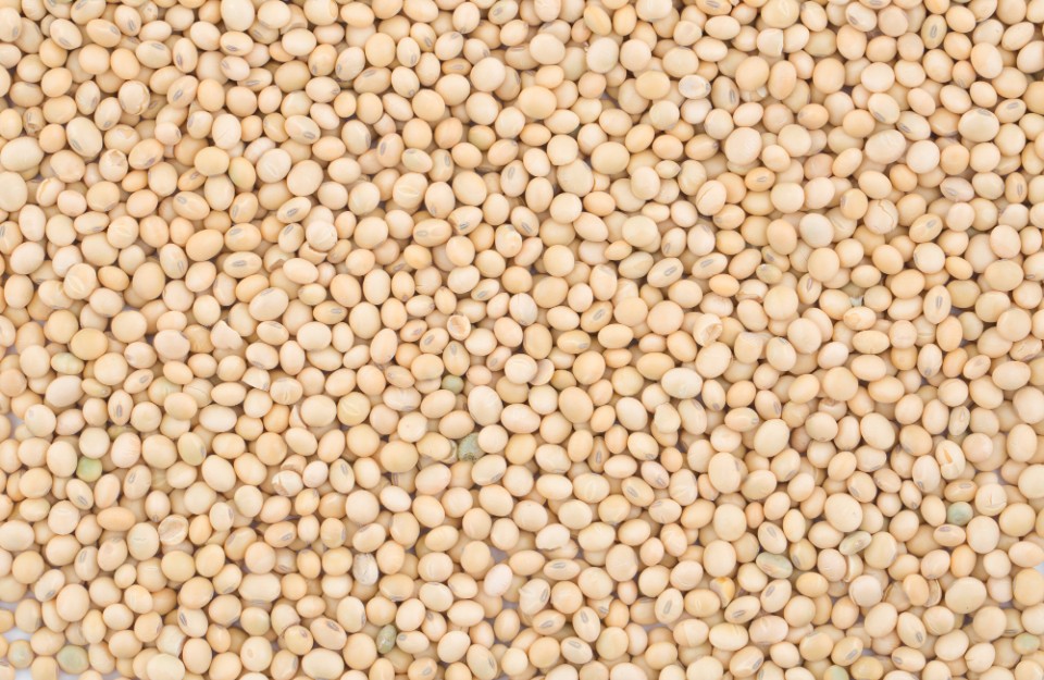 मध्य प्रदेश में सोयाबीन का मंडी भाव आज का 10 फ़रवरी 2024