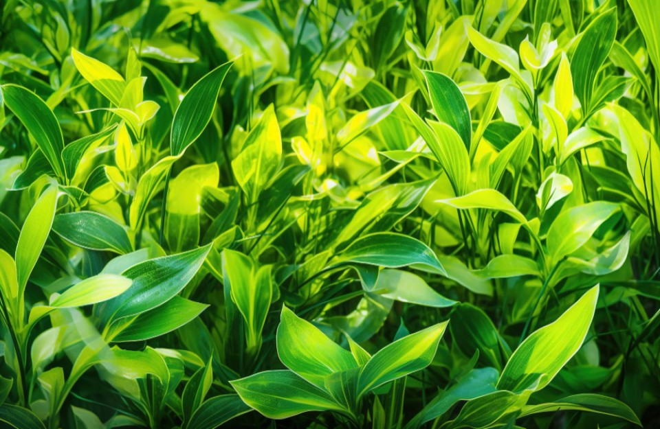 हल्दी की पत्तियों से बना दी तकिया