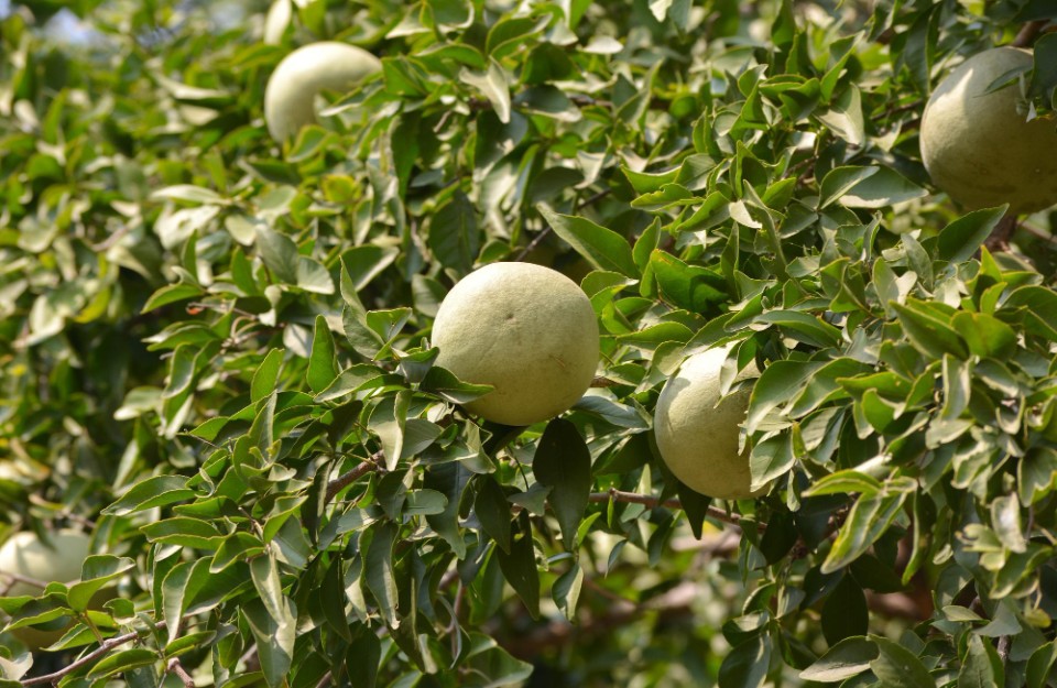 Madhya Pradesh Malwa increased Kabeet Fruit Crop