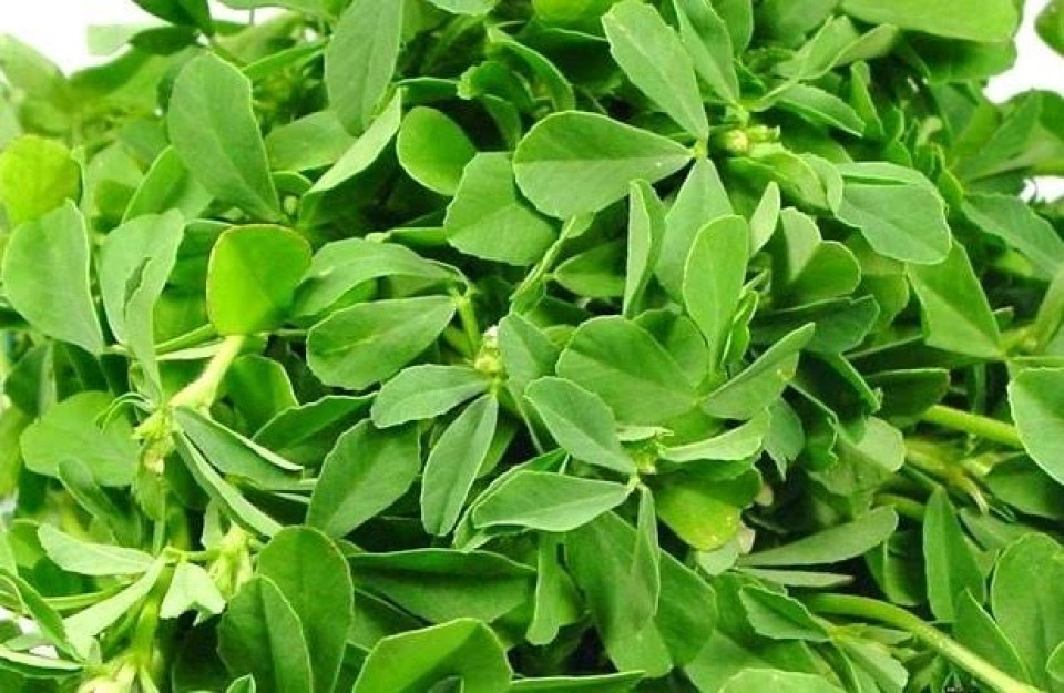 Fenugreek Leaves Market Prices Today in Madhya Pradesh, Delhi, and UP, on