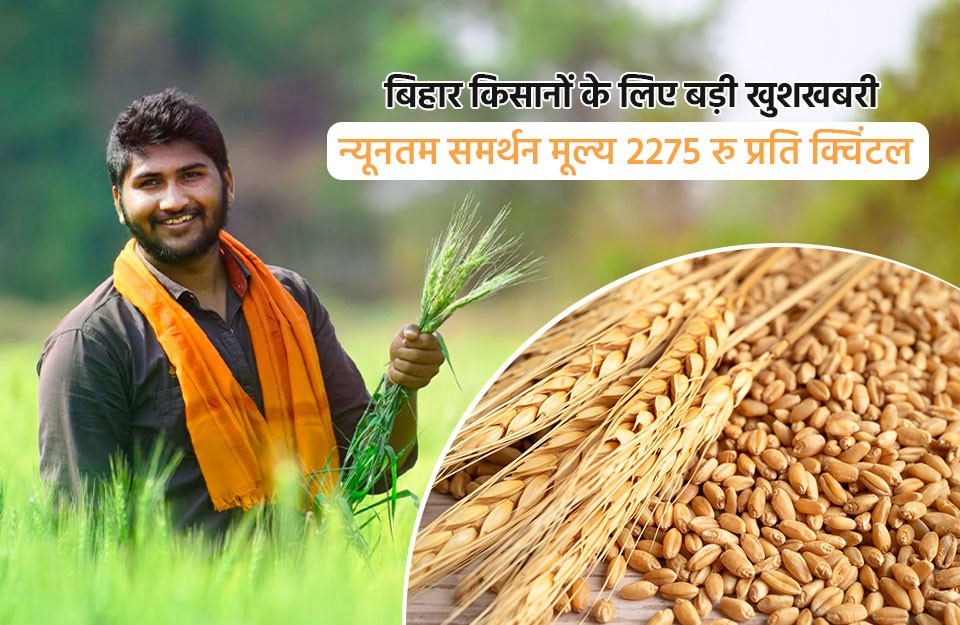 Good News for Farmers in Bihar, Wheat Procurement Begins, Minimum Support Price Set at Rs 2275 per Quintal