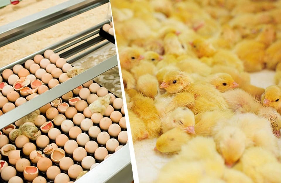 On-Farm Hatching Know the New Technology