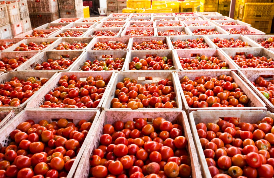 Tomato Market Price in Delhi and Uttar Pradesh on (28 March 2024)