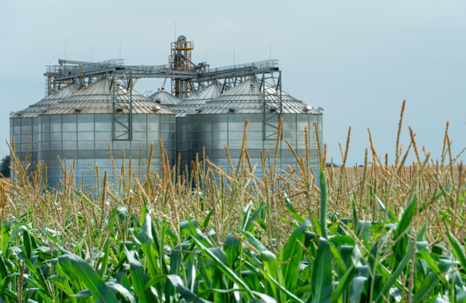 इथेनॉल से मक्के के उत्पादन को दोगुना बढ़ाने की योजना के बारे में जानें। अगले पांच सालों में मक्के की उत्पादन और उपयोग की विस्तृत जानकारी।