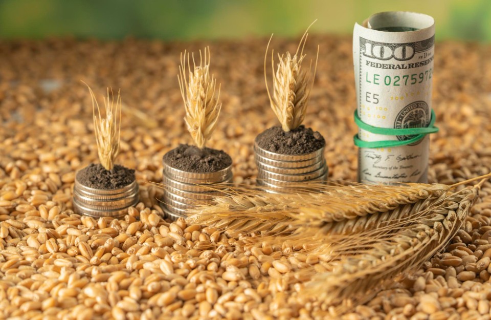 Rise in Wheat Price, Government Take New Steps