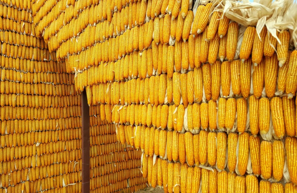 Maize Market Price Today in Madhya Pradesh on (03 April 2024)