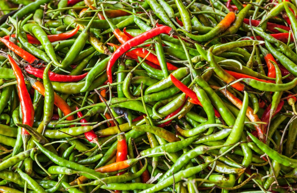 Green Chilli Market Price Today in Delhi and Haryana