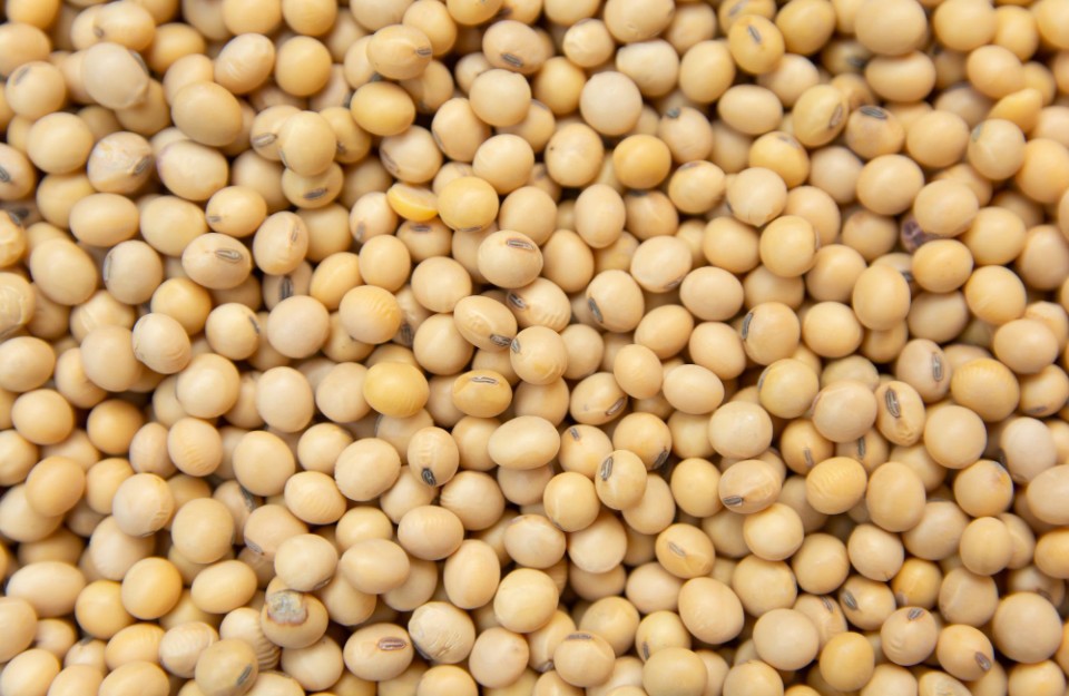 Soyabean Market Rates Today