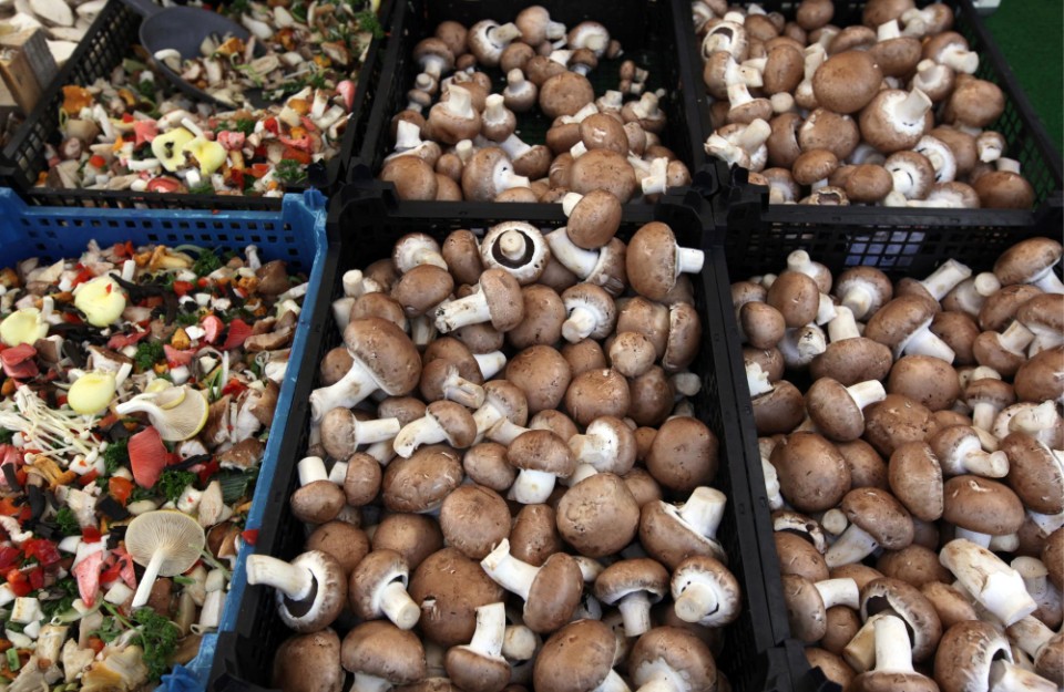 Mushroom Market Rates Today in Delhi, Haryana, and Punjab