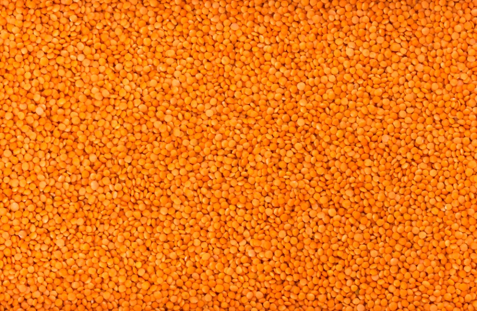 Lentils Market Price Today in Maharashtra and Uttar Pradesh On