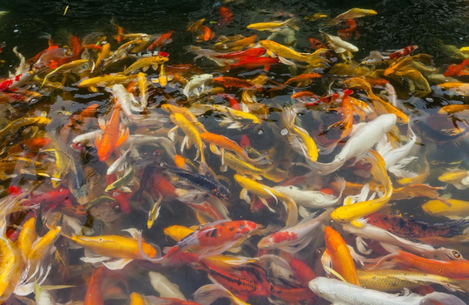 भारत में नीली क्रांति, मत्स्य पालन क्षेत्र में विकास कर रही रोजगार के अवसर पैदा