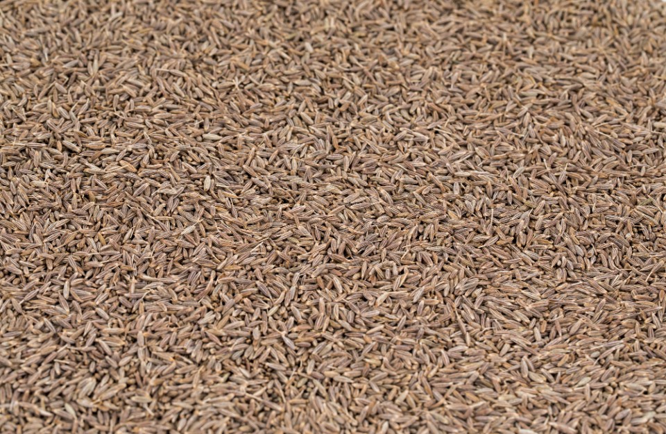 Cumin Market Price Today in Gujarat on (10 April 2024) Know on khetivyapar