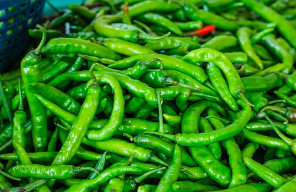 Green Chilli Market Price in Delhi and Rajasthan
