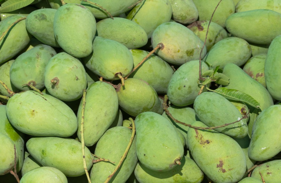 Mango Price Today in  Rajasthan, Gujarat, and Haryana