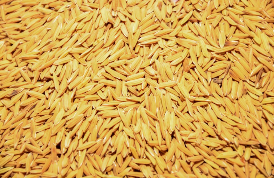 मध्य प्रदेश में धान का मंडी भाव आज का