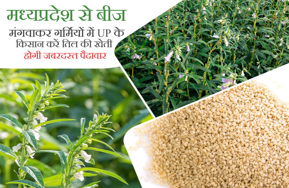 Farmers of UP Can reap Profits through Sesame Cultivation