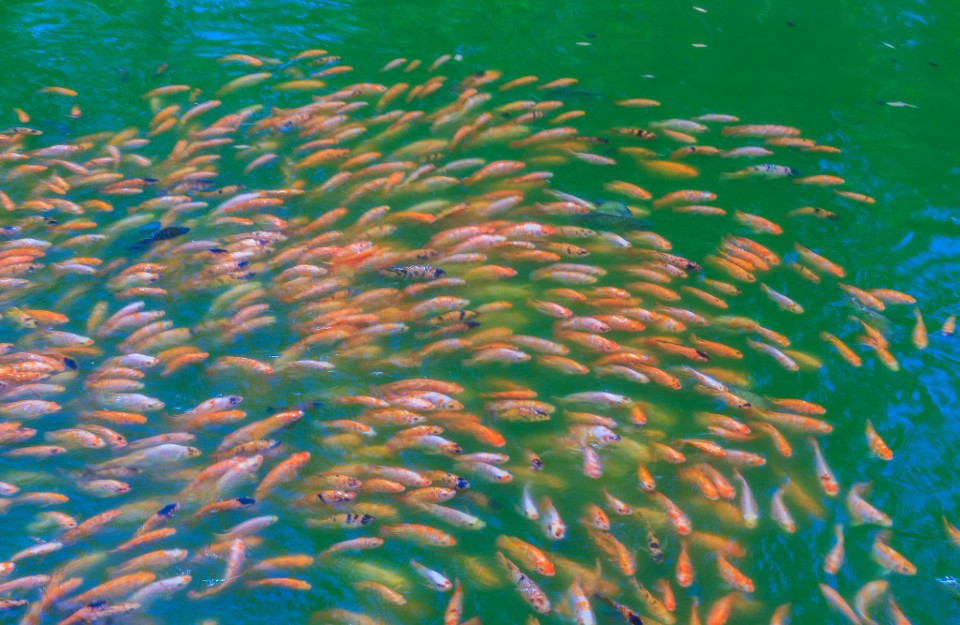 Take care of fish farming in summer in the important ways
