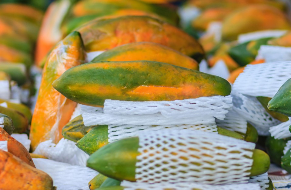 Papaya Price Today (01 May 2024) in NCT Delhi and Rajasthan