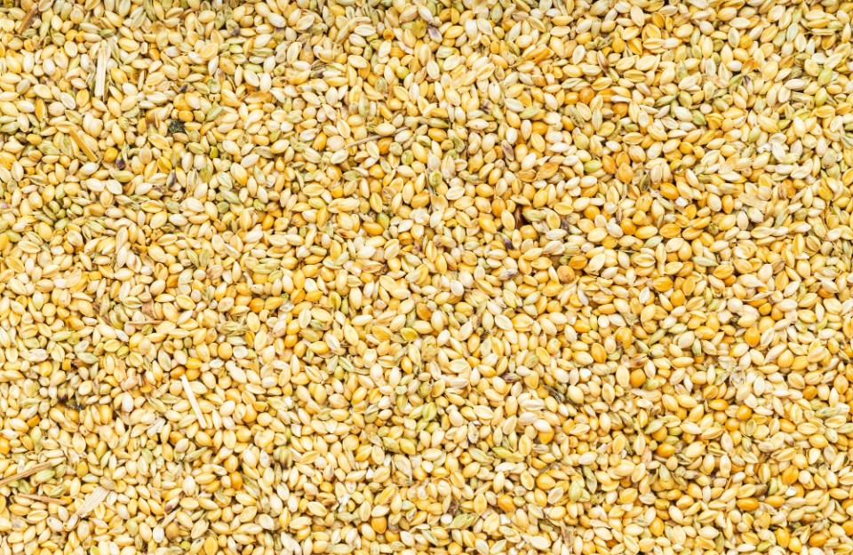 Millet (bajra) rate today (02 May 2024) in Rajasthan