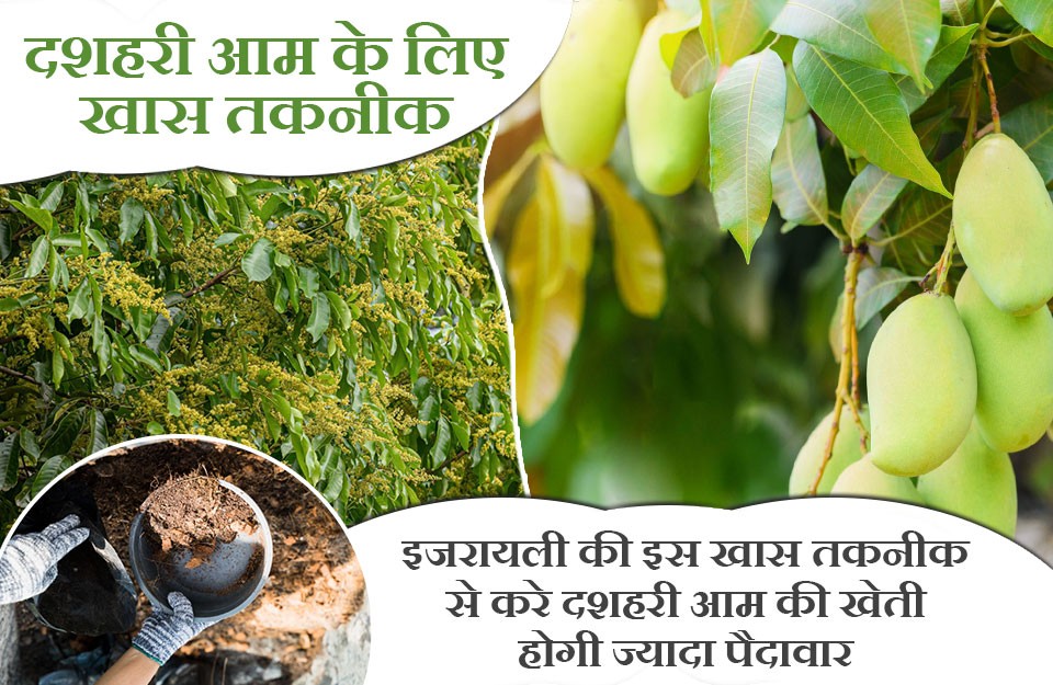 इजरायली की इस खास तकनीक से करे दशहरी आम की खेती होगी ज्यादा पैदावार