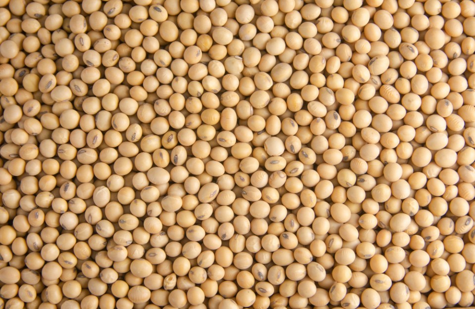 Soyabean price today (06 May 2024) in Madhya Pradesh