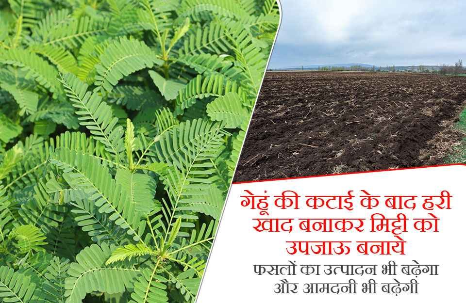 गेहूं की कटाई के बाद हरी खाद बनाकर मिट्टी को उपजाऊ