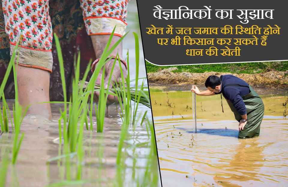 धान की खेती